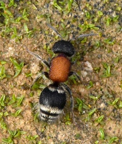 Réf. 218 142 : Tropidotilla litoralis